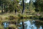 Workshop Makrofotografie im Tister Bauernmoor