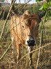 Wanderung in Vinales