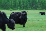 Yaks auf der Weide